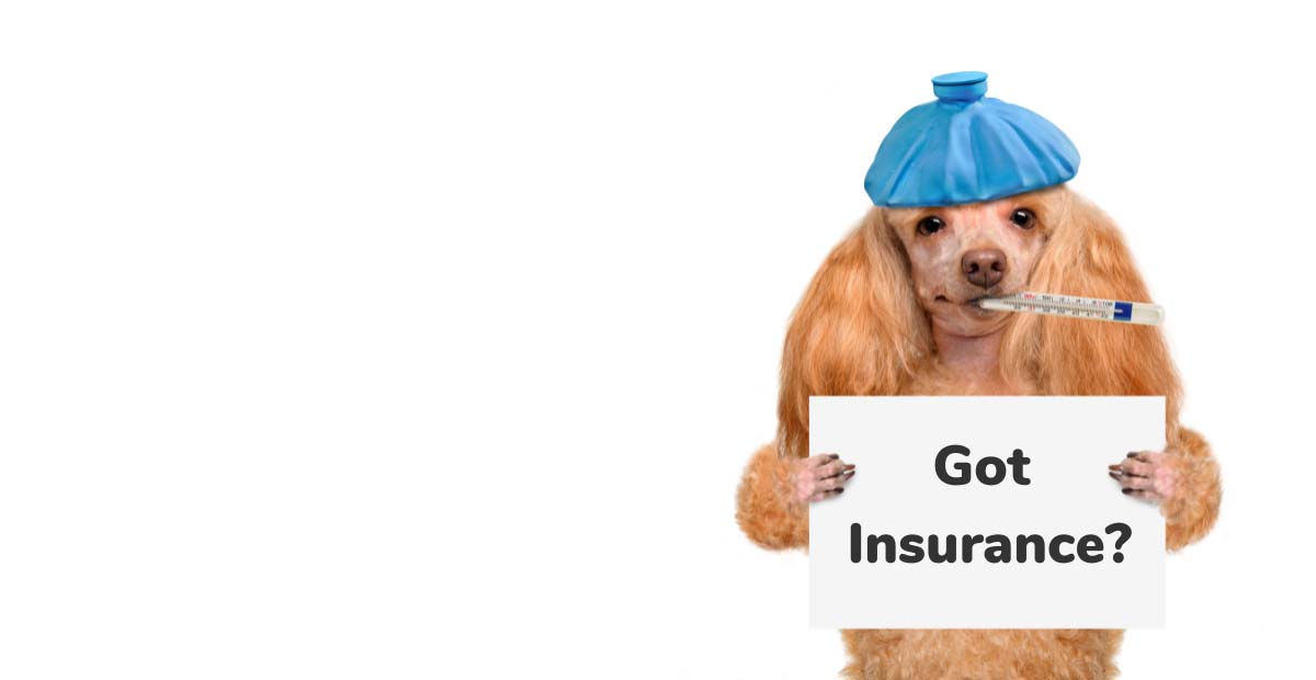 Best Pet Insurance for dogs | Dog health insurance